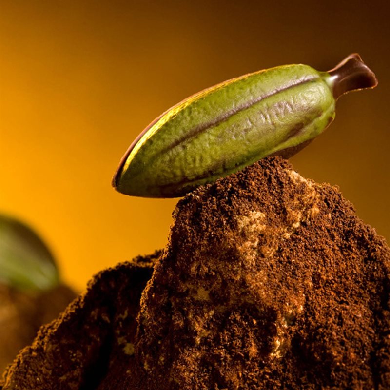 COCOA