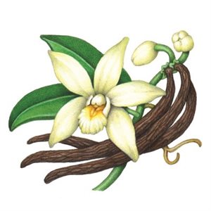 COMPOUND VANILLA BEAN, 2.2 LB (1 KG)