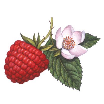 COMPOUND RASPBERRY, 2.2 LB (1 KG)