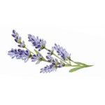 Natural Lavender Fat Soluble Flavor, 32 fl oz / 0.95 L