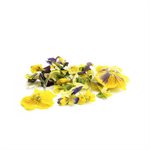 FREEZE DRIED VIOLET BLOSSOMS, 5GR