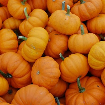 COMPOUND PUMPKIN, 1 KG