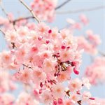 COMPOUND CHERRY BLOSSOM, 1KG