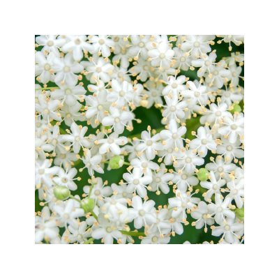 COMPOUND, ELDERFLOWER, 1KG