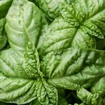 COMPOUND, BASIL, 1KG