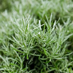 COMPOUND, ROSEMARY, 1KG