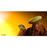 POLYCARBONATE MOLD CACAO BEAN 27.5X13.5X2.4CM