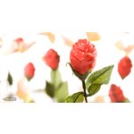 POLYCARBONATE MOLD ROSE OPEN 27.5X13.5X2.4CM