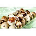 POLYCARBONATE MOLD CHICK FROM EGG 27.5X13.5X2.4CM